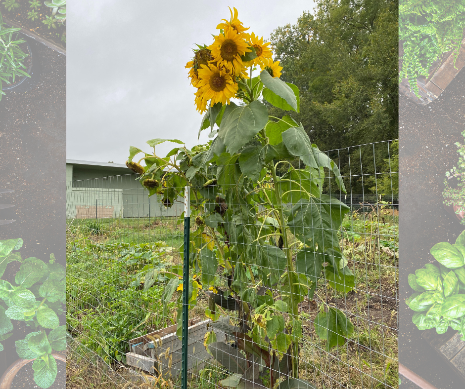 sunflower